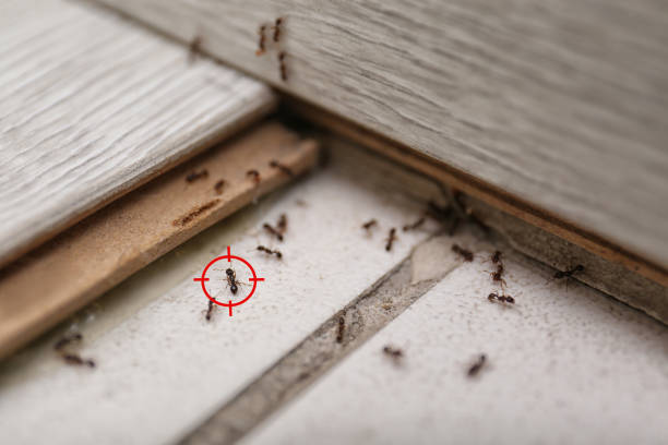 Best Flea Control Services  in Somerville, NJ