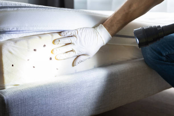 Best Cockroach Control Services  in Somerville, NJ