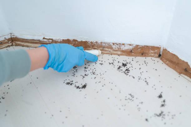 Best Exterminator Services  in Somerville, NJ